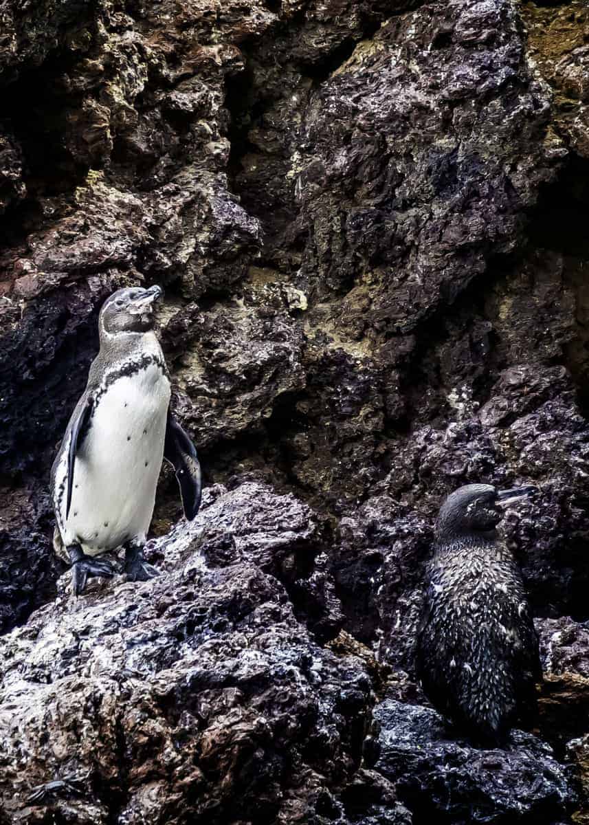 Galapagos penguin habitat