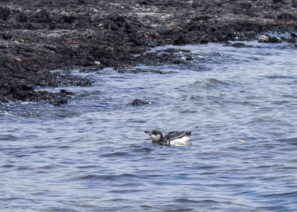 Galapagos penguin swimming