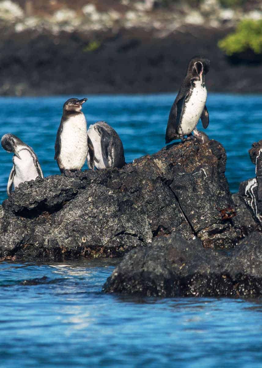Group of penguin