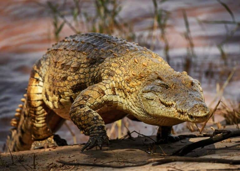 How Fast Can a Crocodile Run? (And Why You Don’t Need to Be Scared)