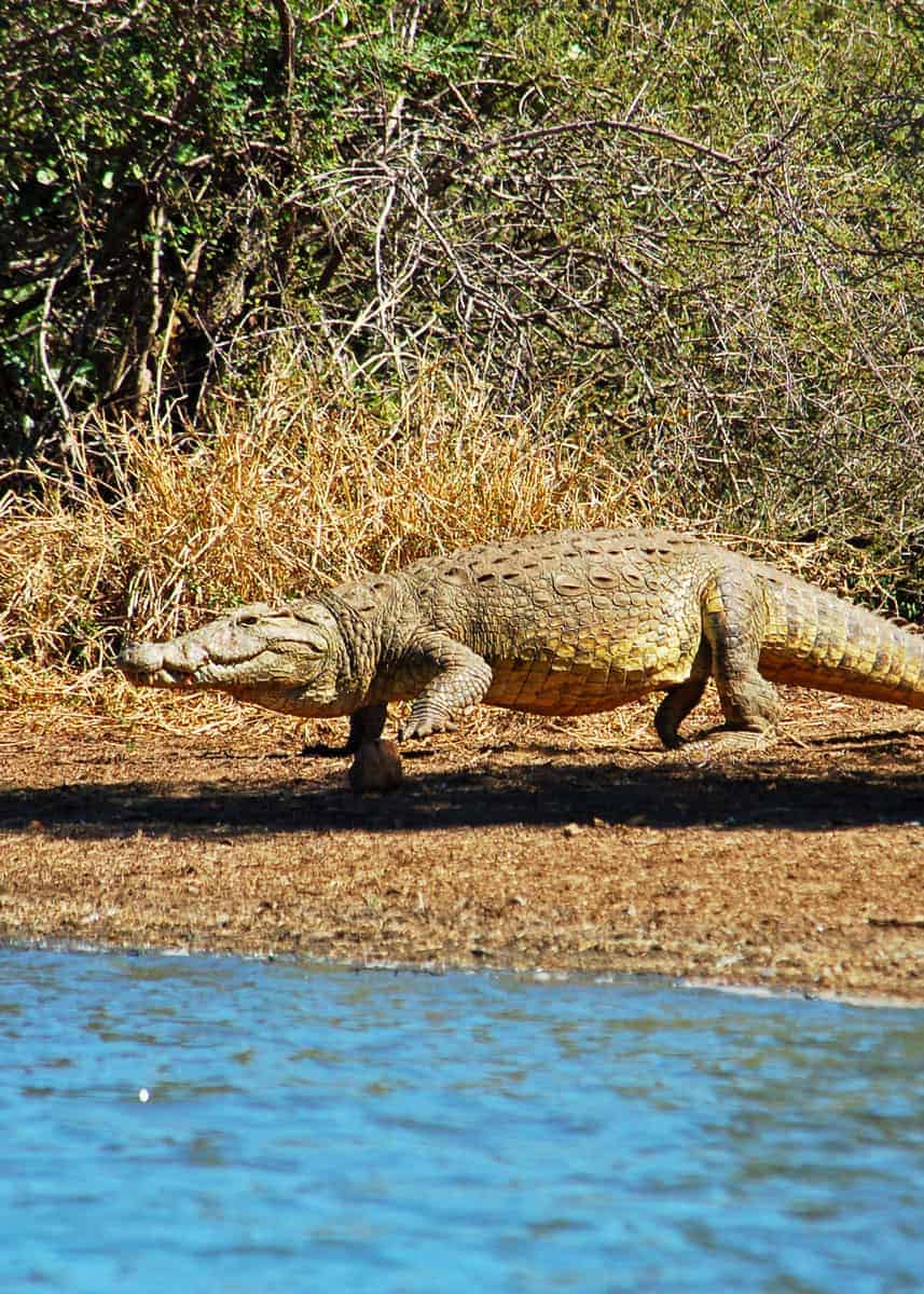 How fast can a crocodile run on land