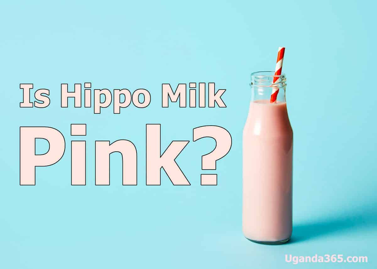 Is hippo milk pink?
