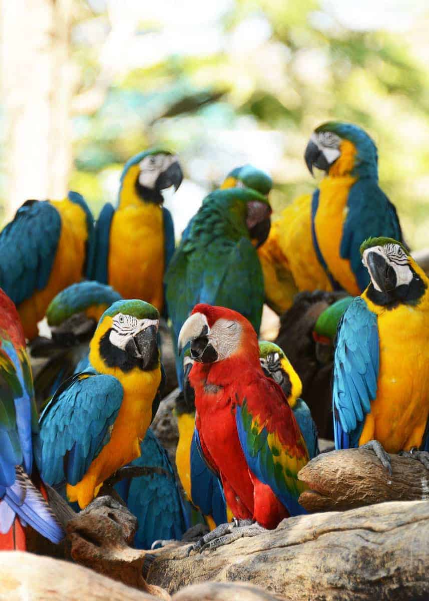 16 macaw species