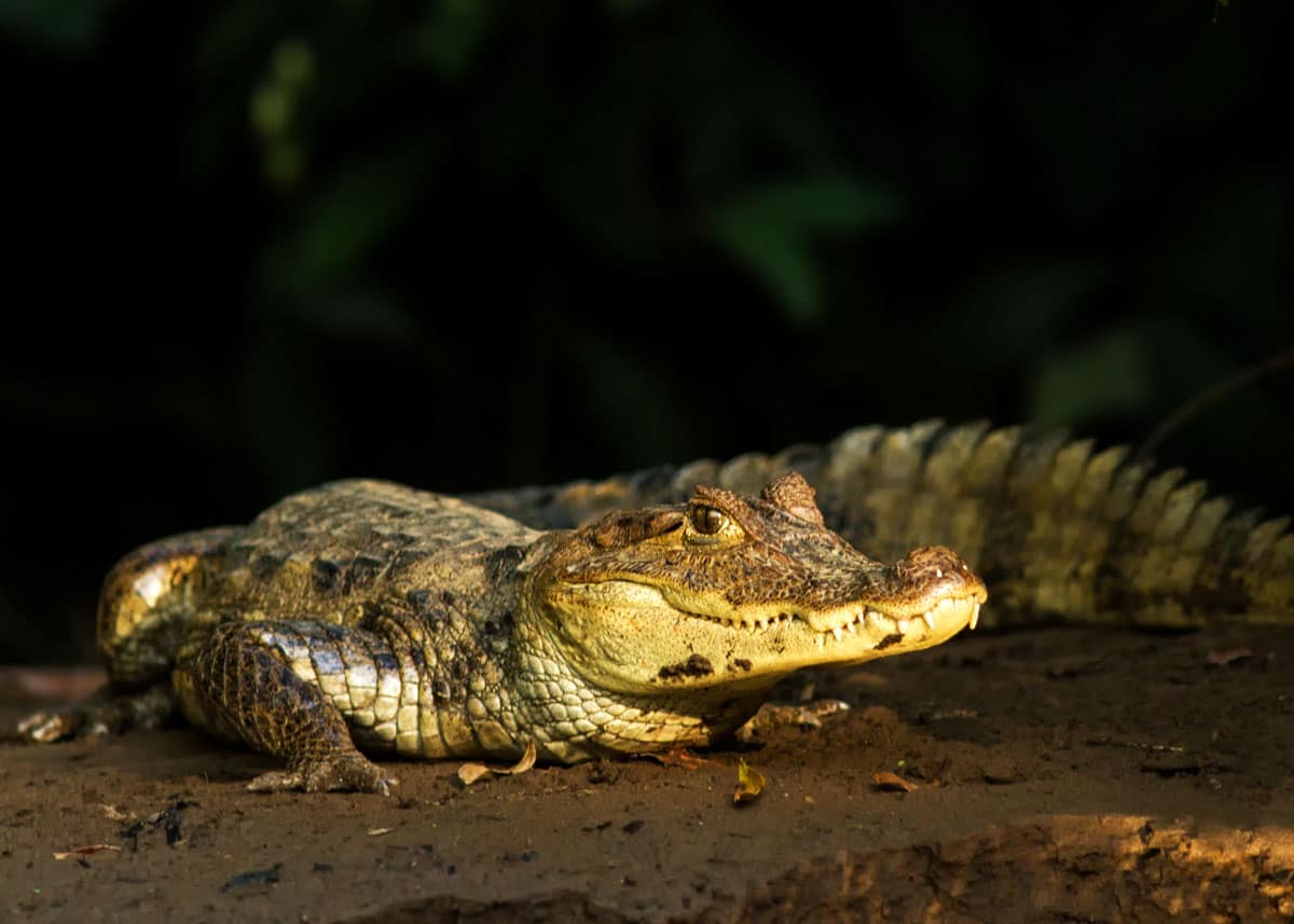24 Spectacled Caiman Facts: Guide to Caiman crocodilus | Storyteller Travel