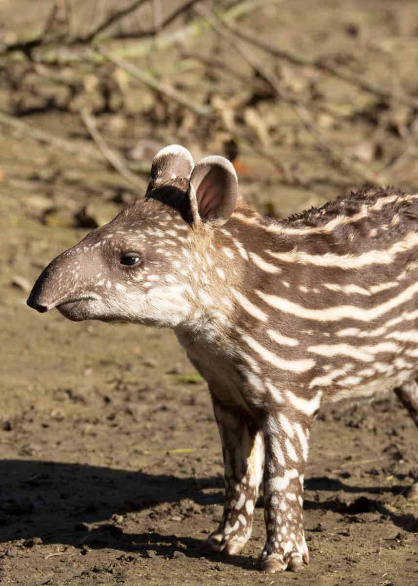 Baby South American tapir