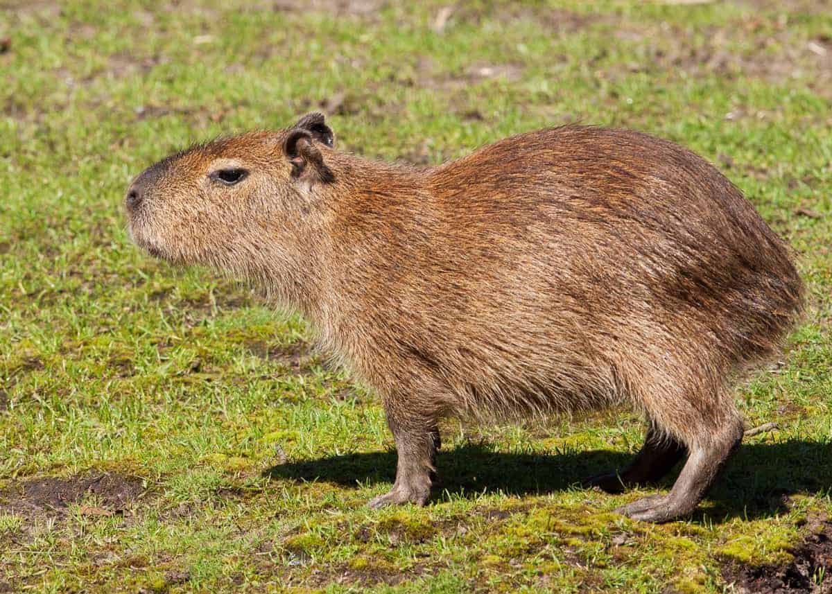Capybara cub