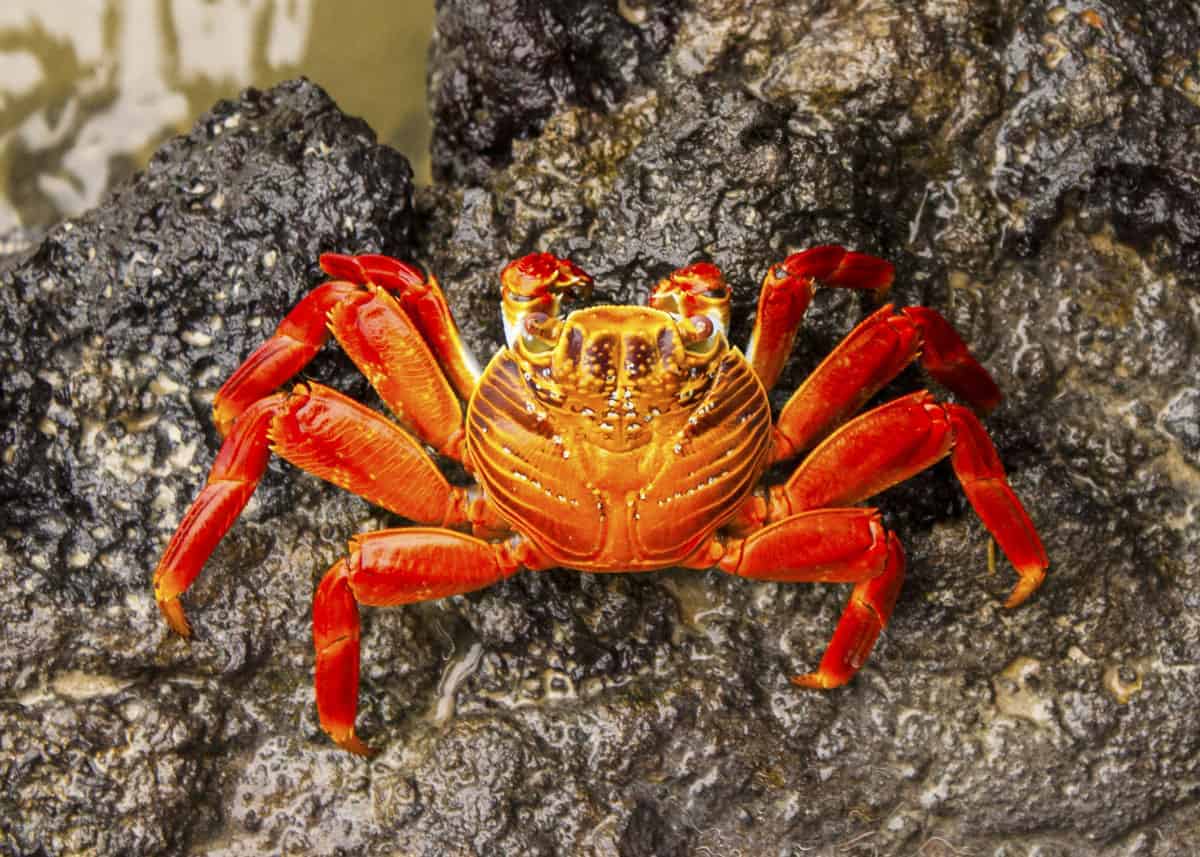 Galapagos sally lightfoot crab