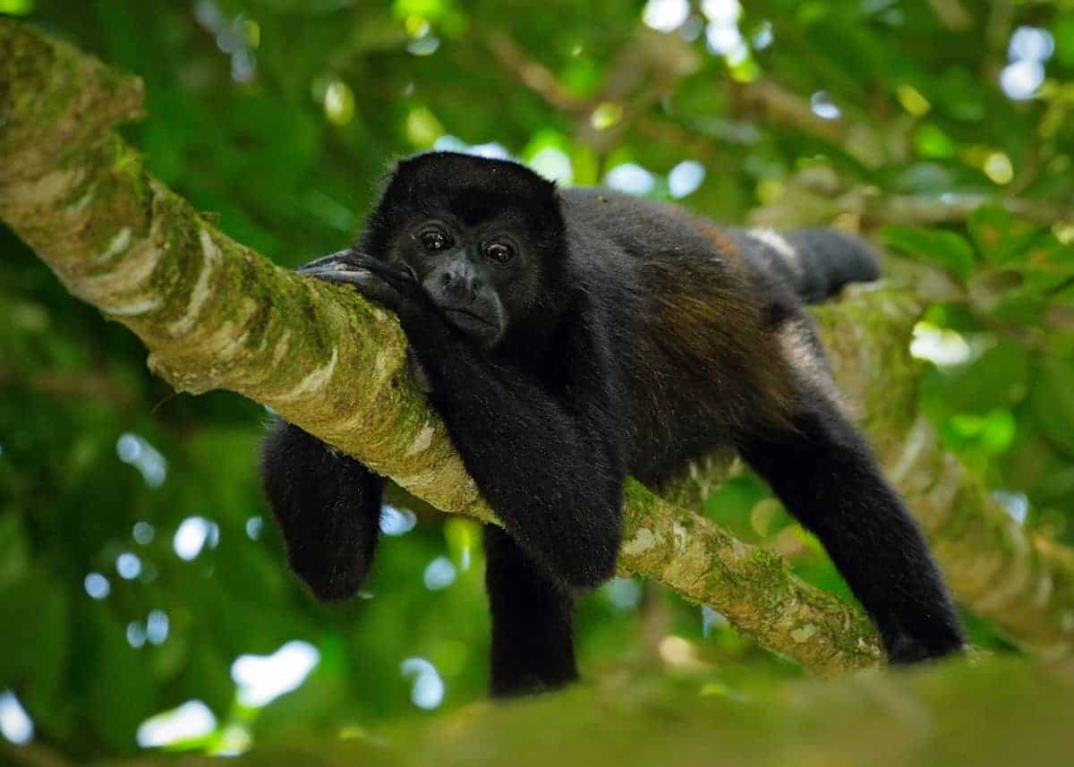 47 Amazon Rainforest Animals (Ecuador's Monkeys, Birds, Fish, Reptiles,  Mammals, Amphibians...) | Storyteller Travel