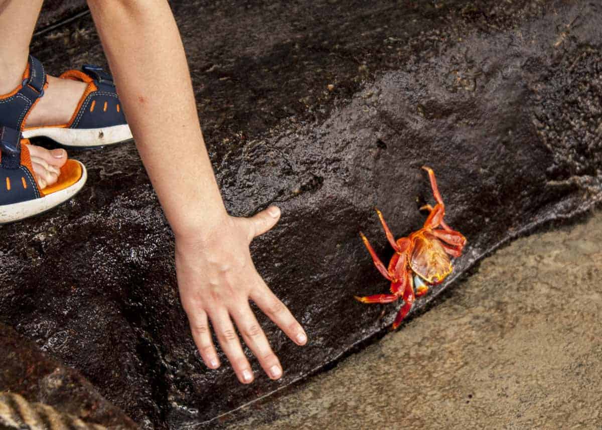 sally lightfoot crab size