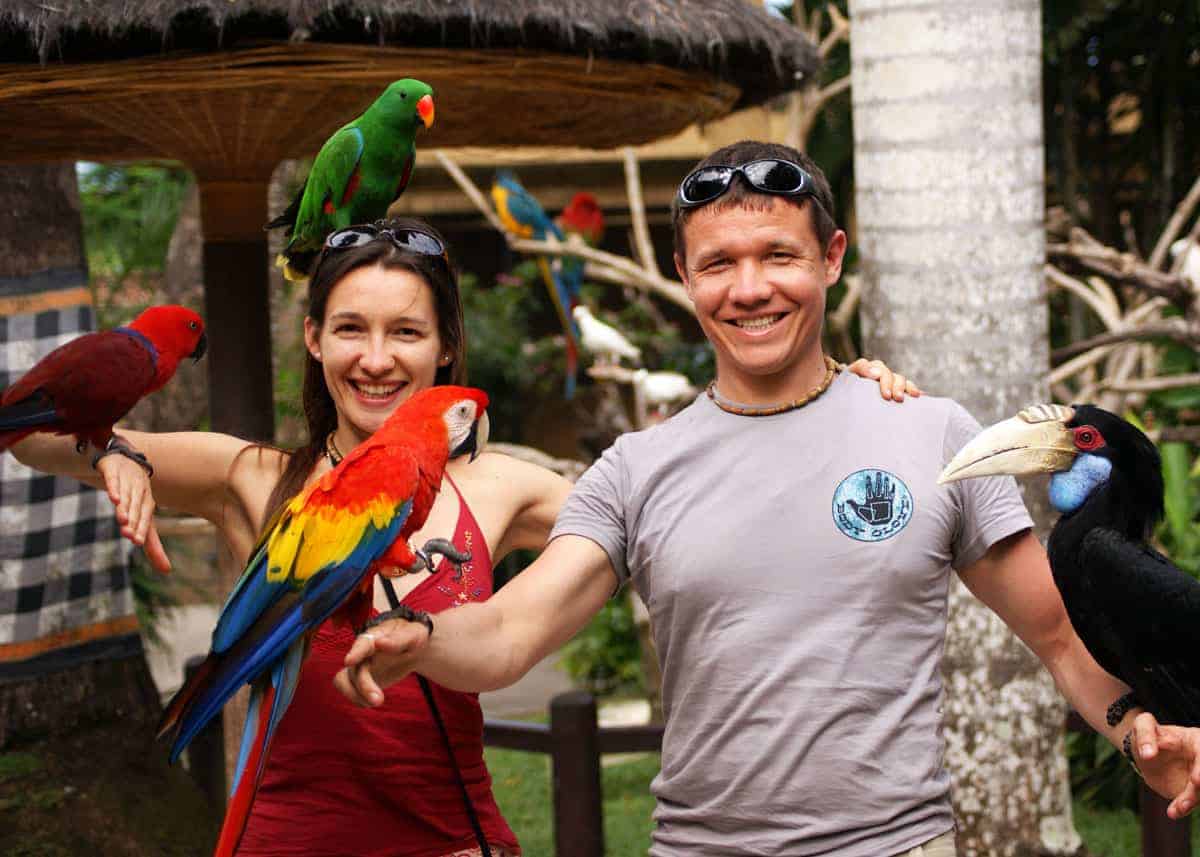 28 Scarlet Macaw Facts (Ara macao) Guide to Both Subspecies • Storyteller  Travel