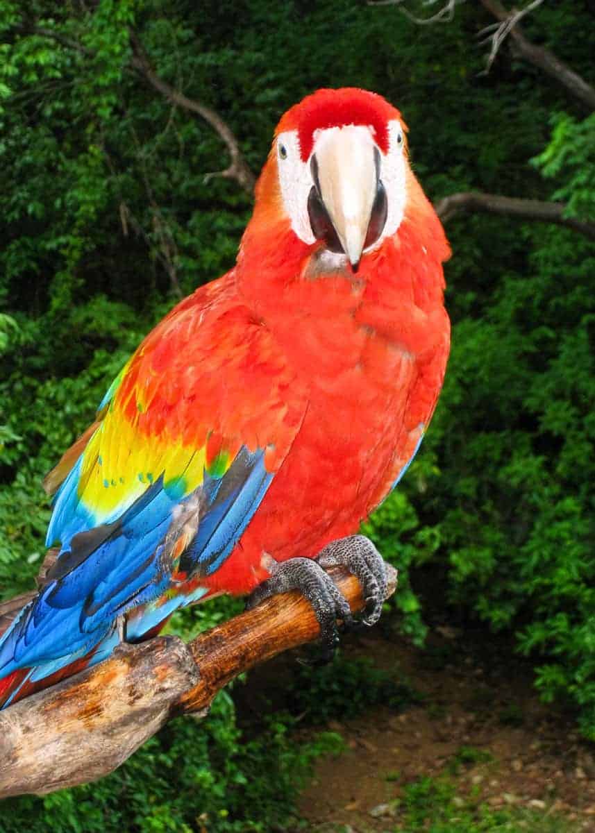 scarlet macaw habitat