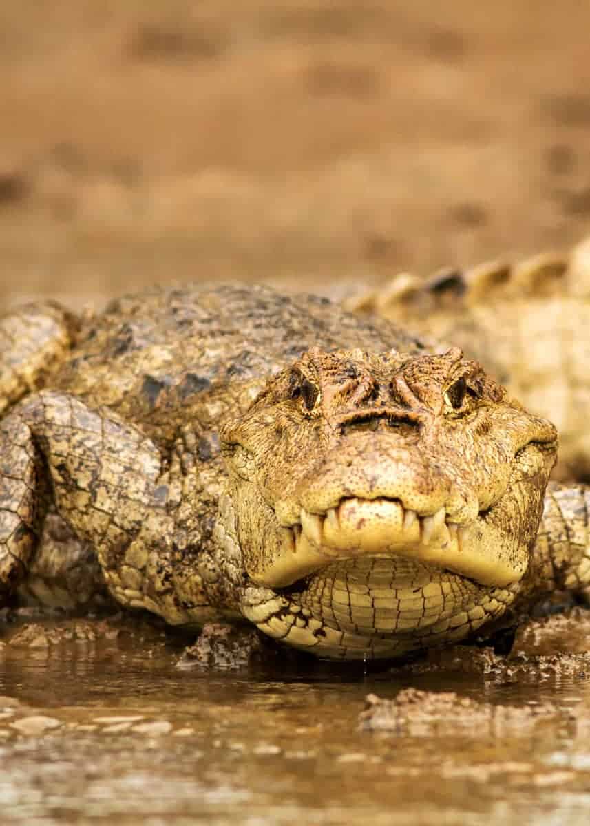 spectacled caiman diet