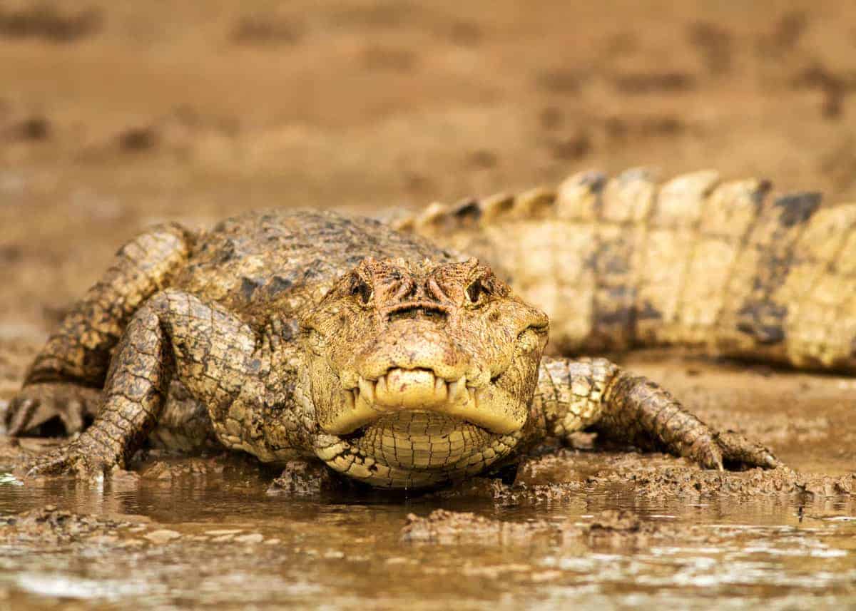 spectacled caiman facts