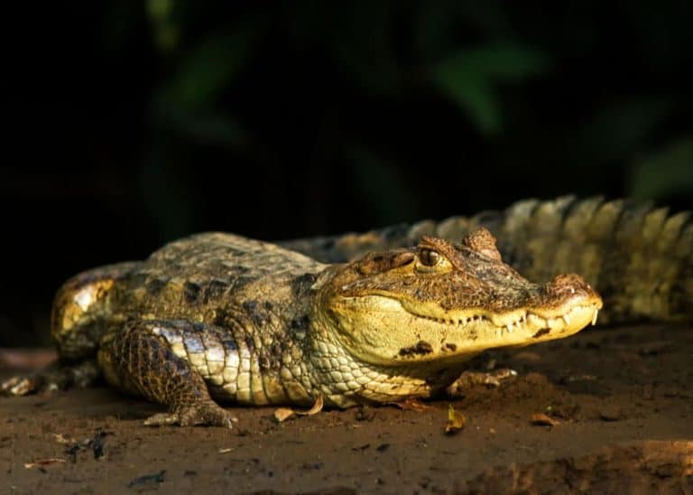 24 Spectacled Caiman Facts: Guide to Caiman crocodilus