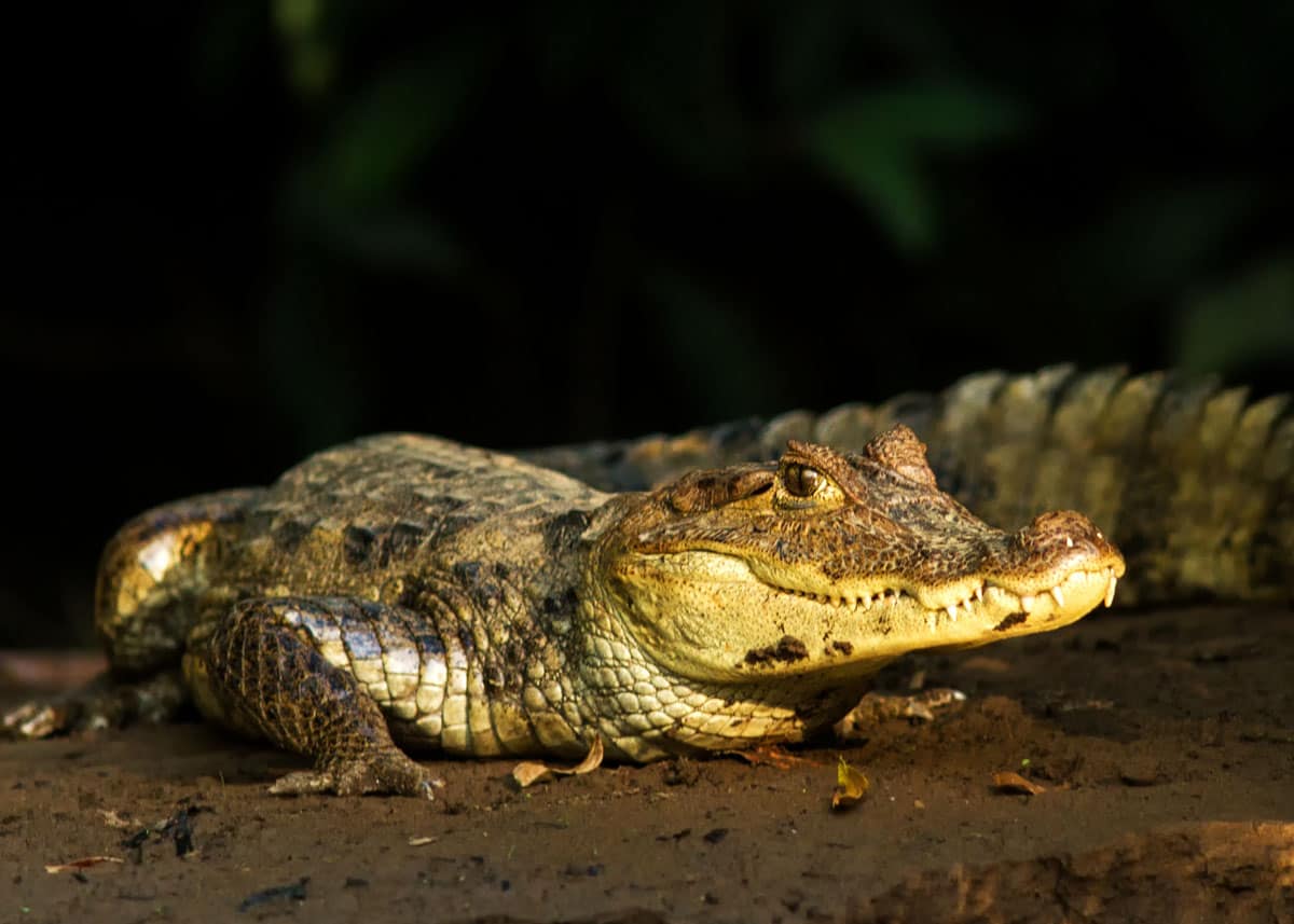 Spectacled caimans