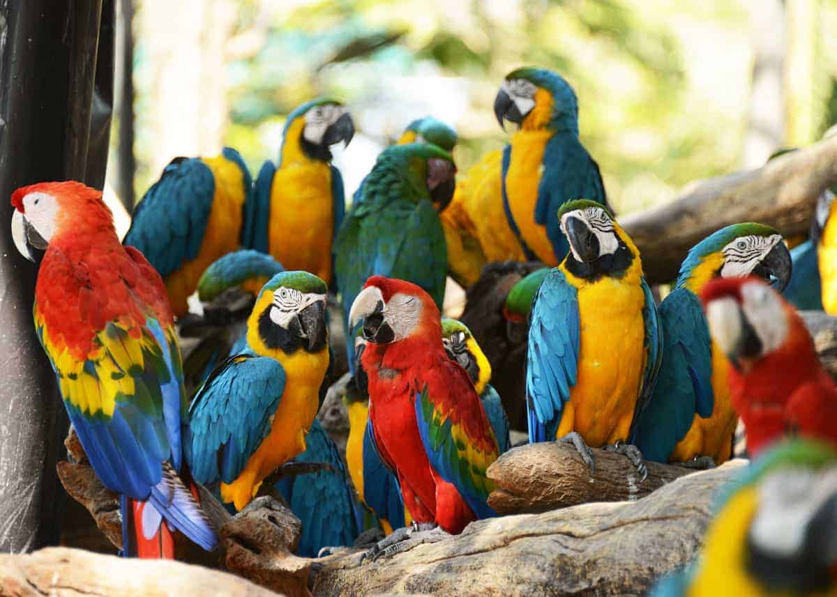 types of macaws