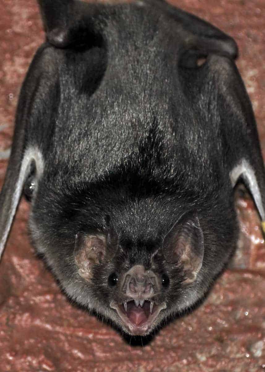 vampire bats teeth