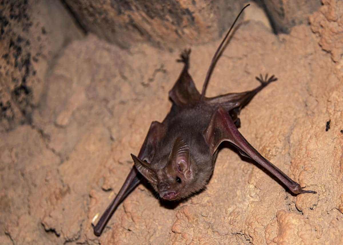 vampire bat habitat