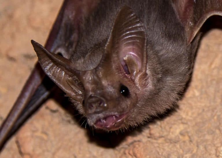 39 Vampire Bat Facts (All 3 Species) Tiny, Heat-Sensing Flying Mammals