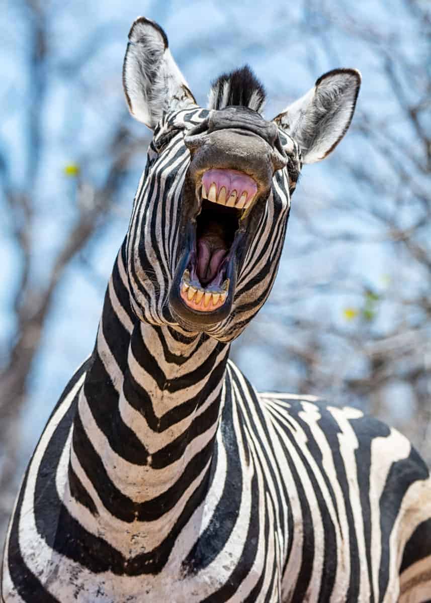 aggressive zebra