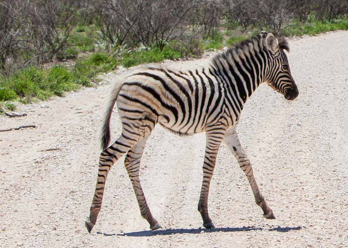 baby zebra sounds