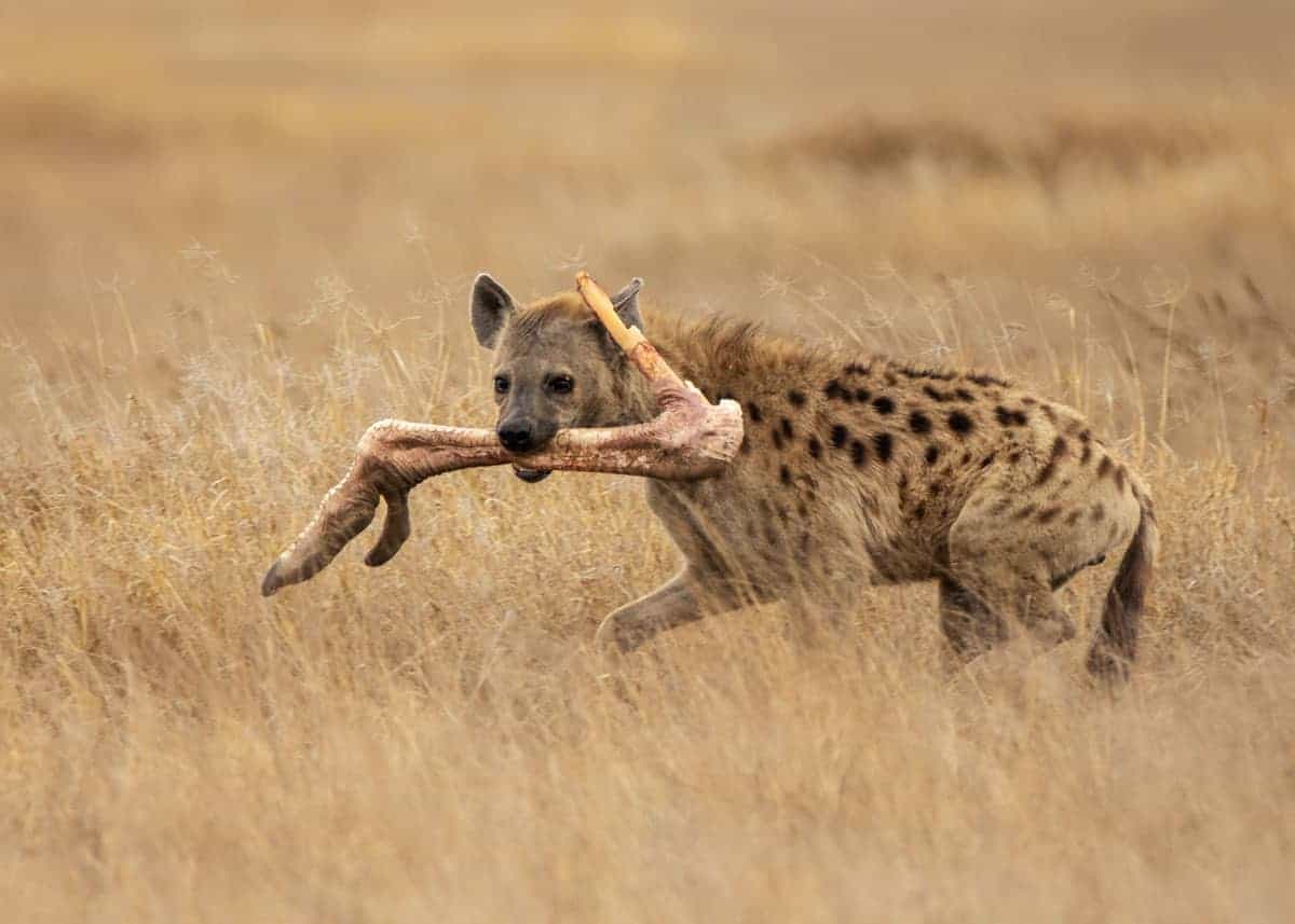 facts about spotted hyenas