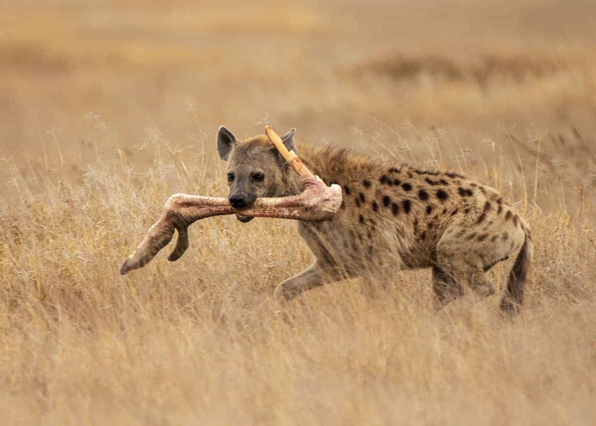 Hyena Diet