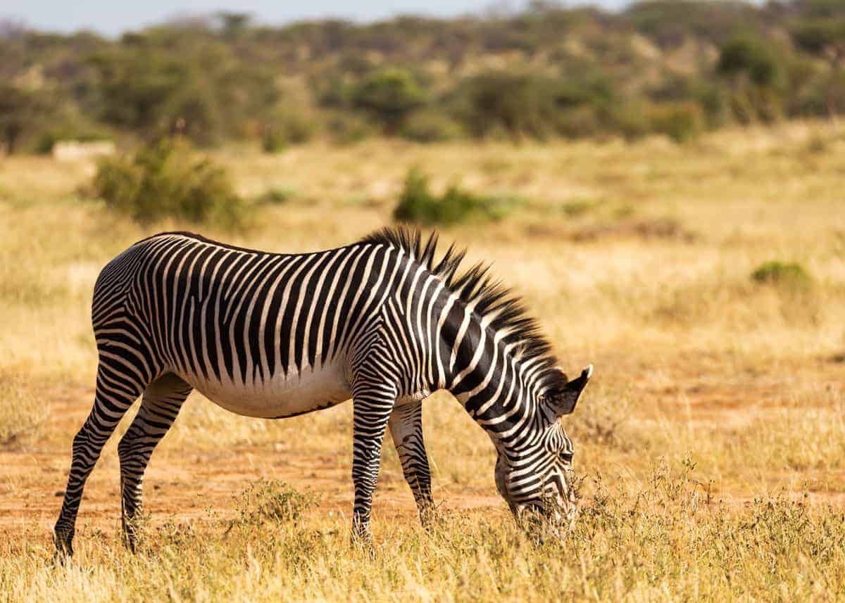 facts about zebras in africa