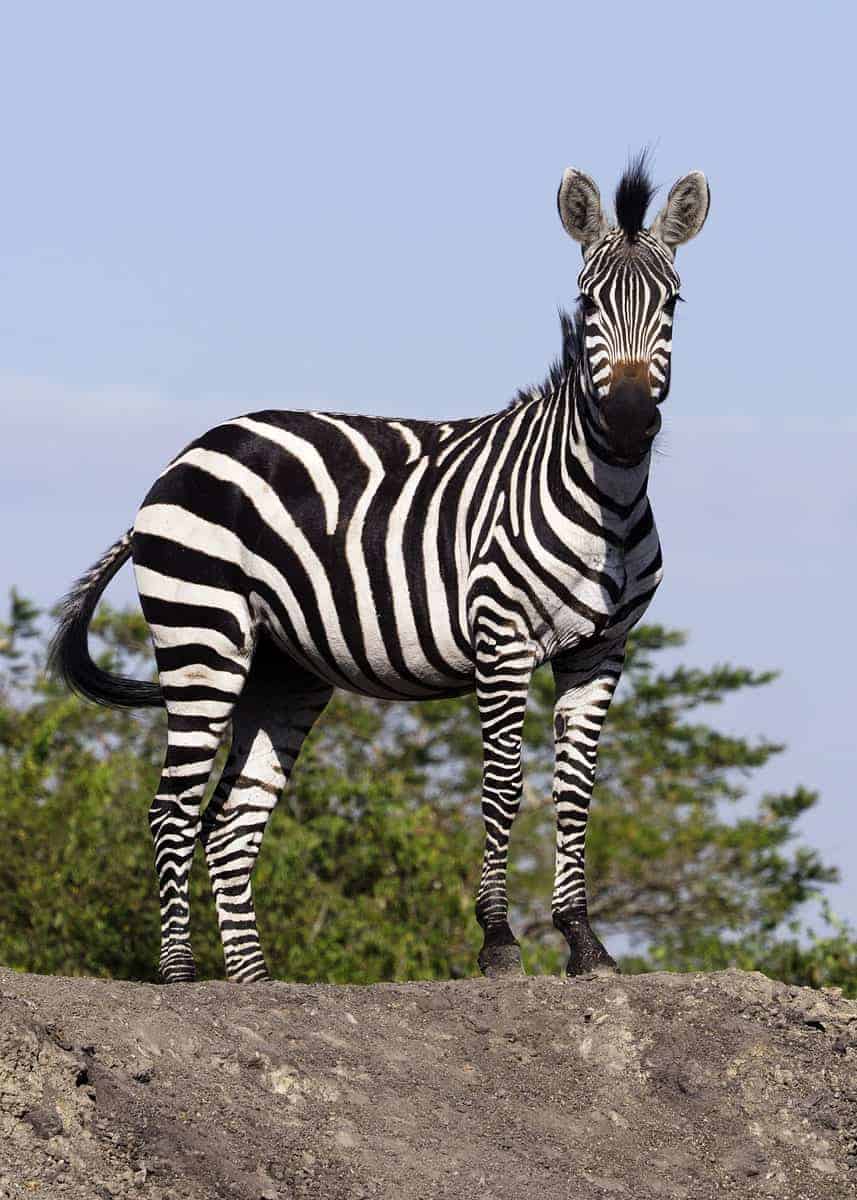 facts about zebras
