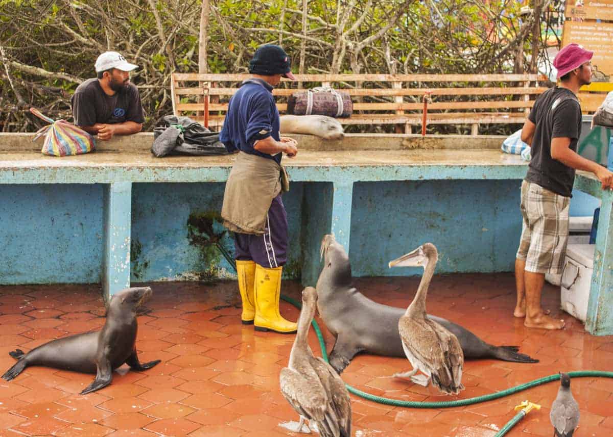 galapagos fish market santa cruz