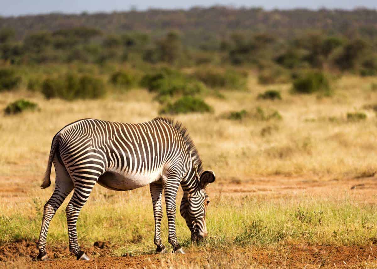grevys zebra facts
