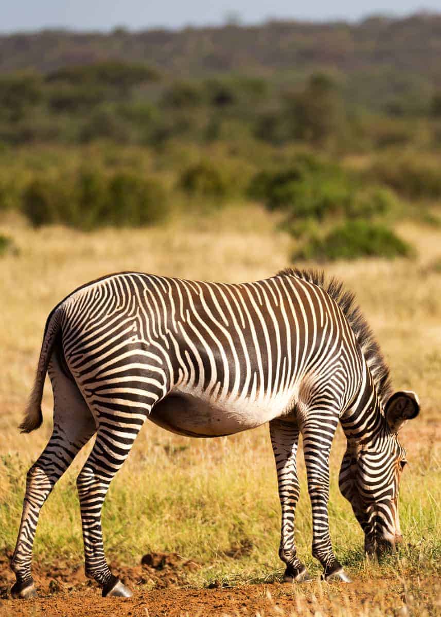 grevys zebra grazing