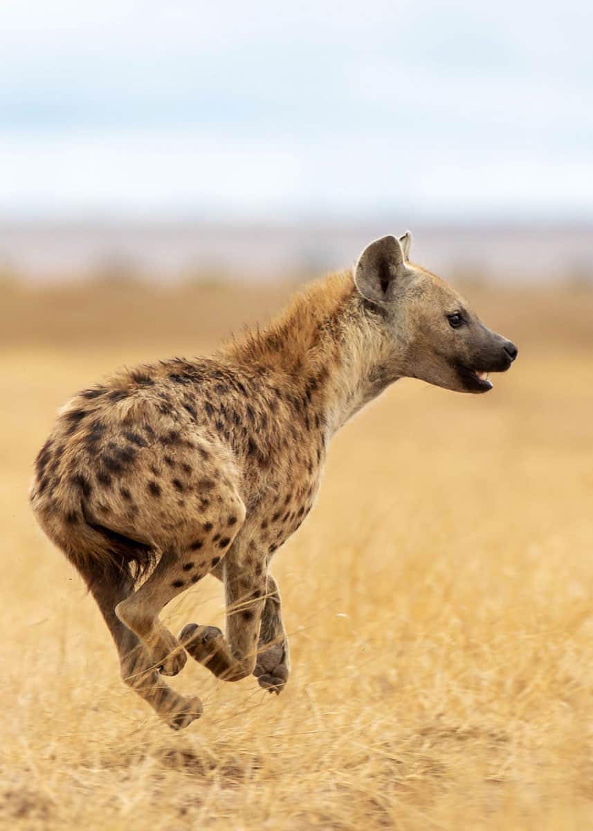how fast is a hyena