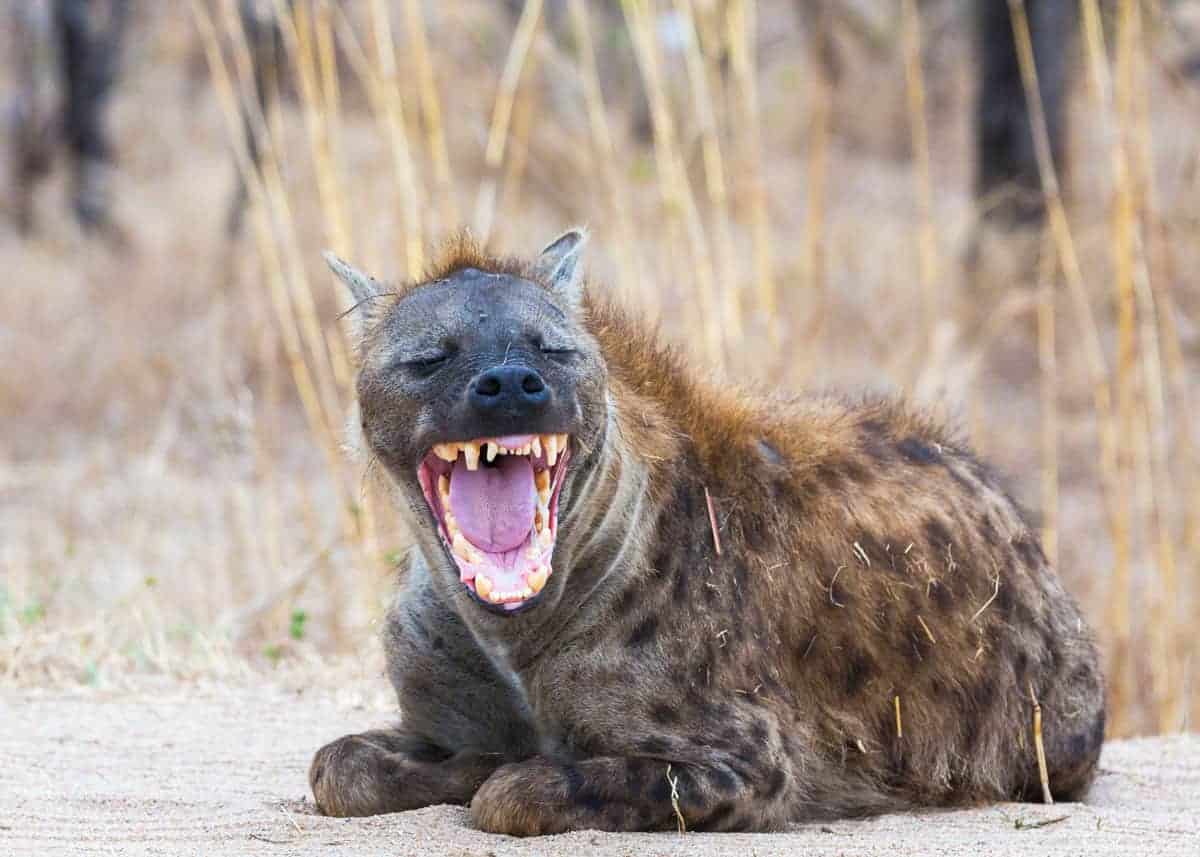 hyena laugh