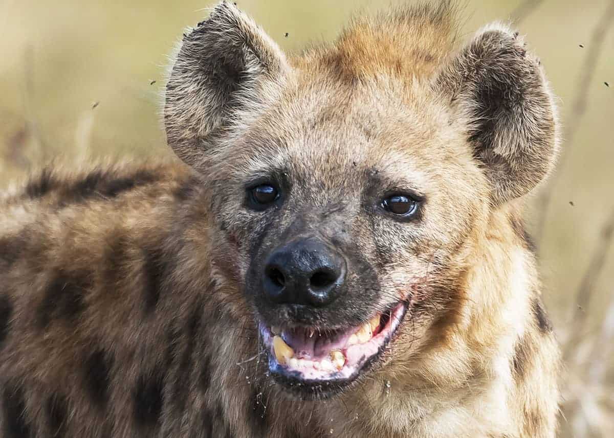 laughing hyena