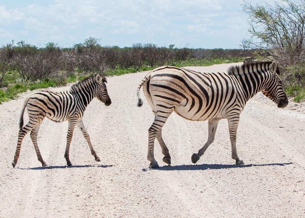 plains zebra common