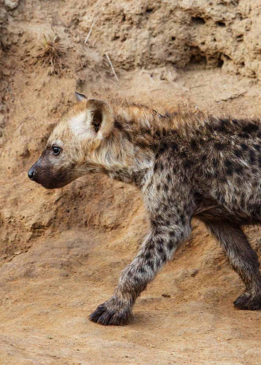 spotted hyena baby