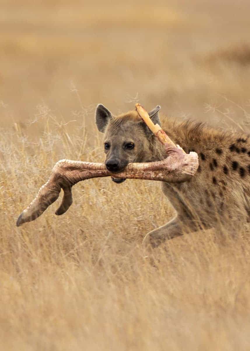 spotted hyena diet