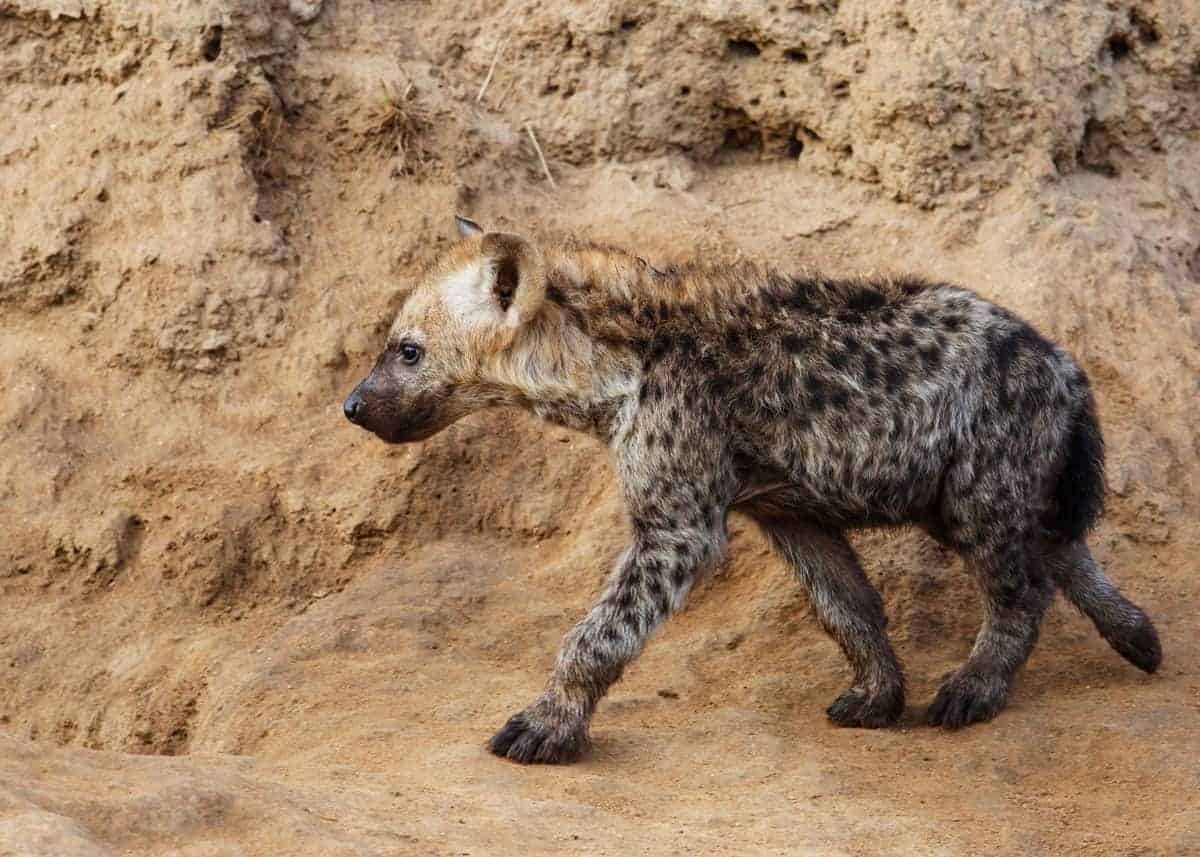 spotted hyena reproduction