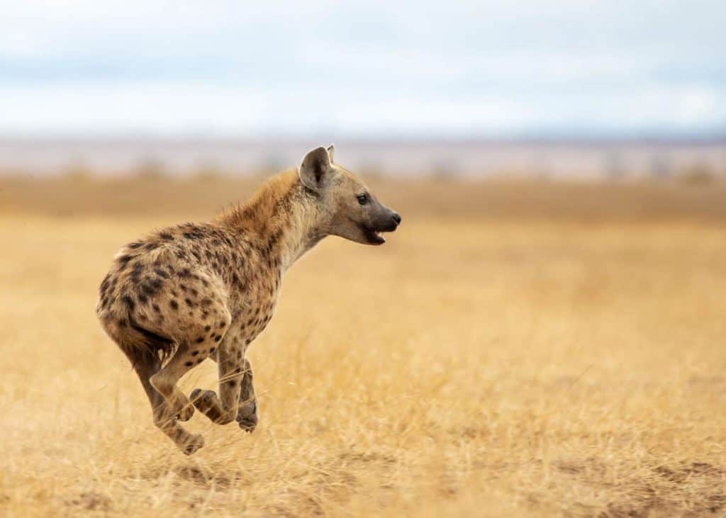spotted hyena running