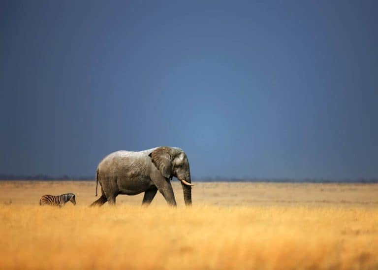 104 Swahili Animal Names (Safari Guide for Travelers)