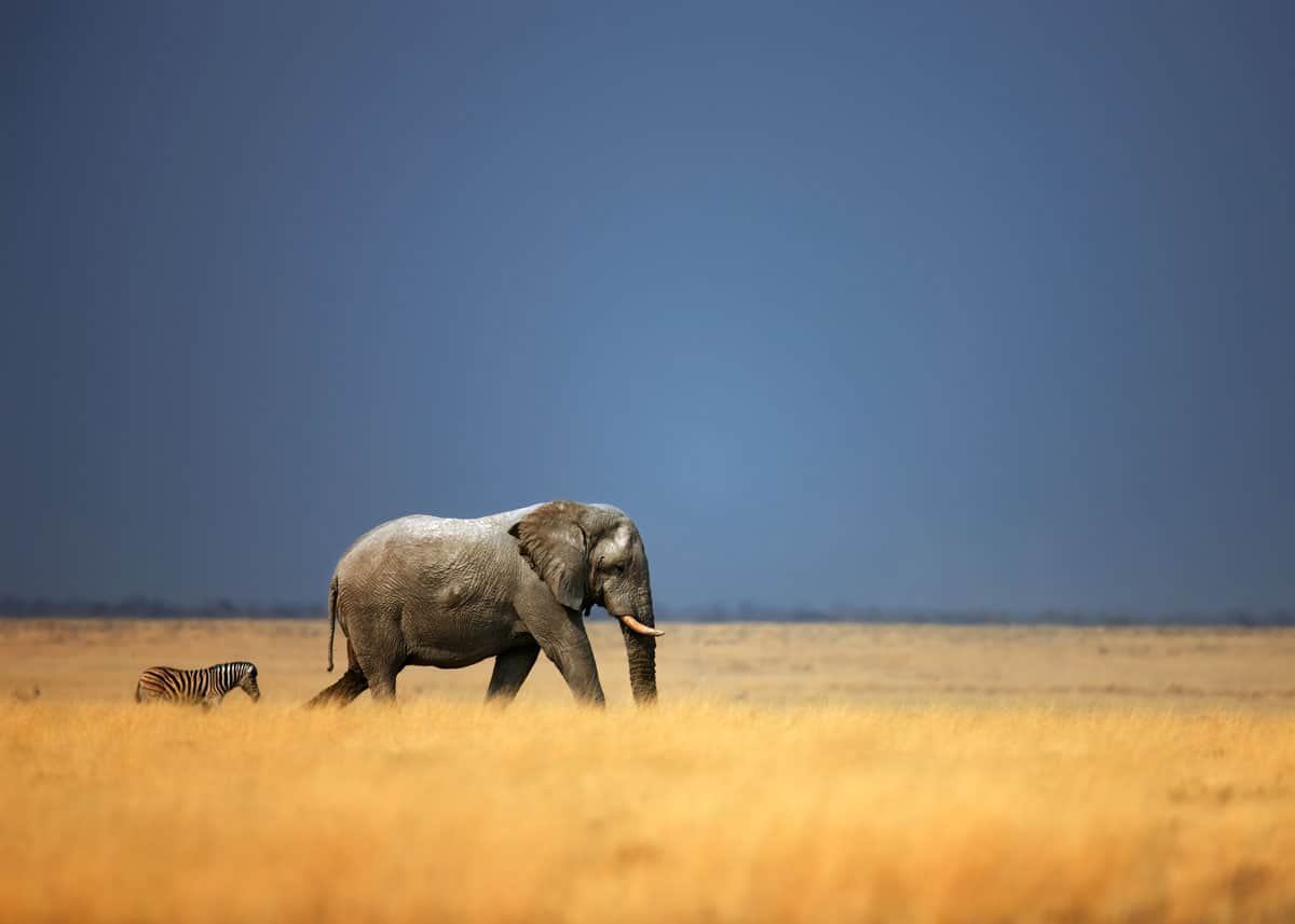 swahili animal names