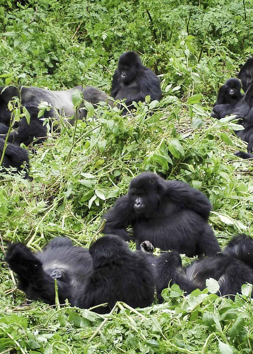 what do you call a group of gorillas