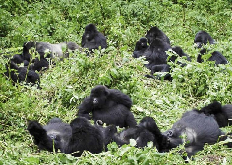 What Do You Call a Group of Gorillas? Guide to Gorilla Troop Size