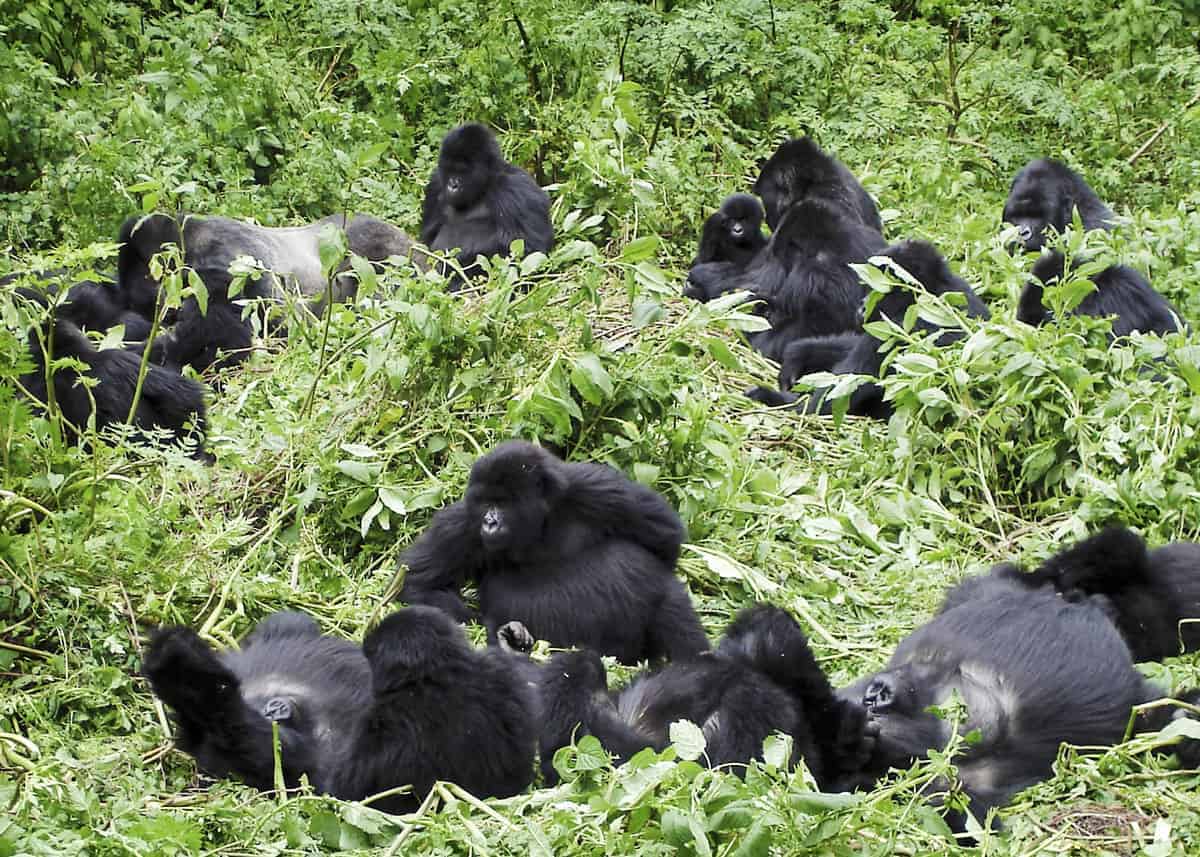 what is a group of gorillas called