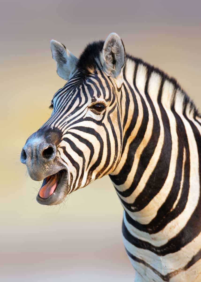 what sound does a zebra make