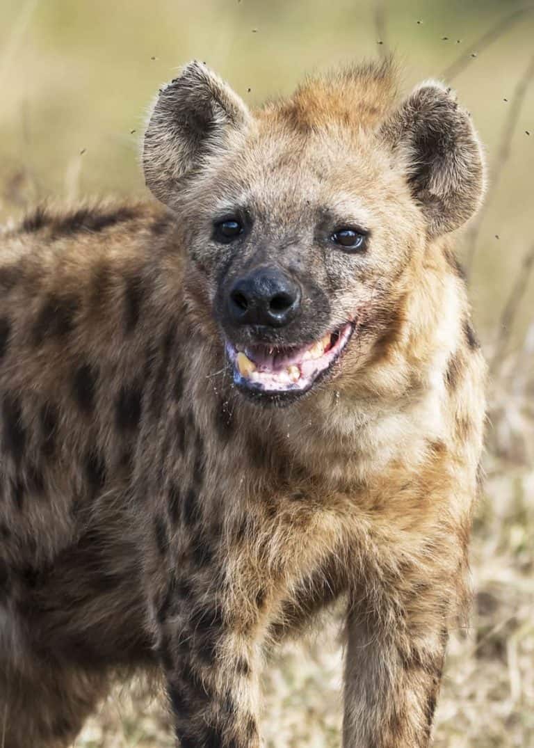 Why Do Hyenas Laugh? 12 Laughing Hyena Sounds (What They Mean