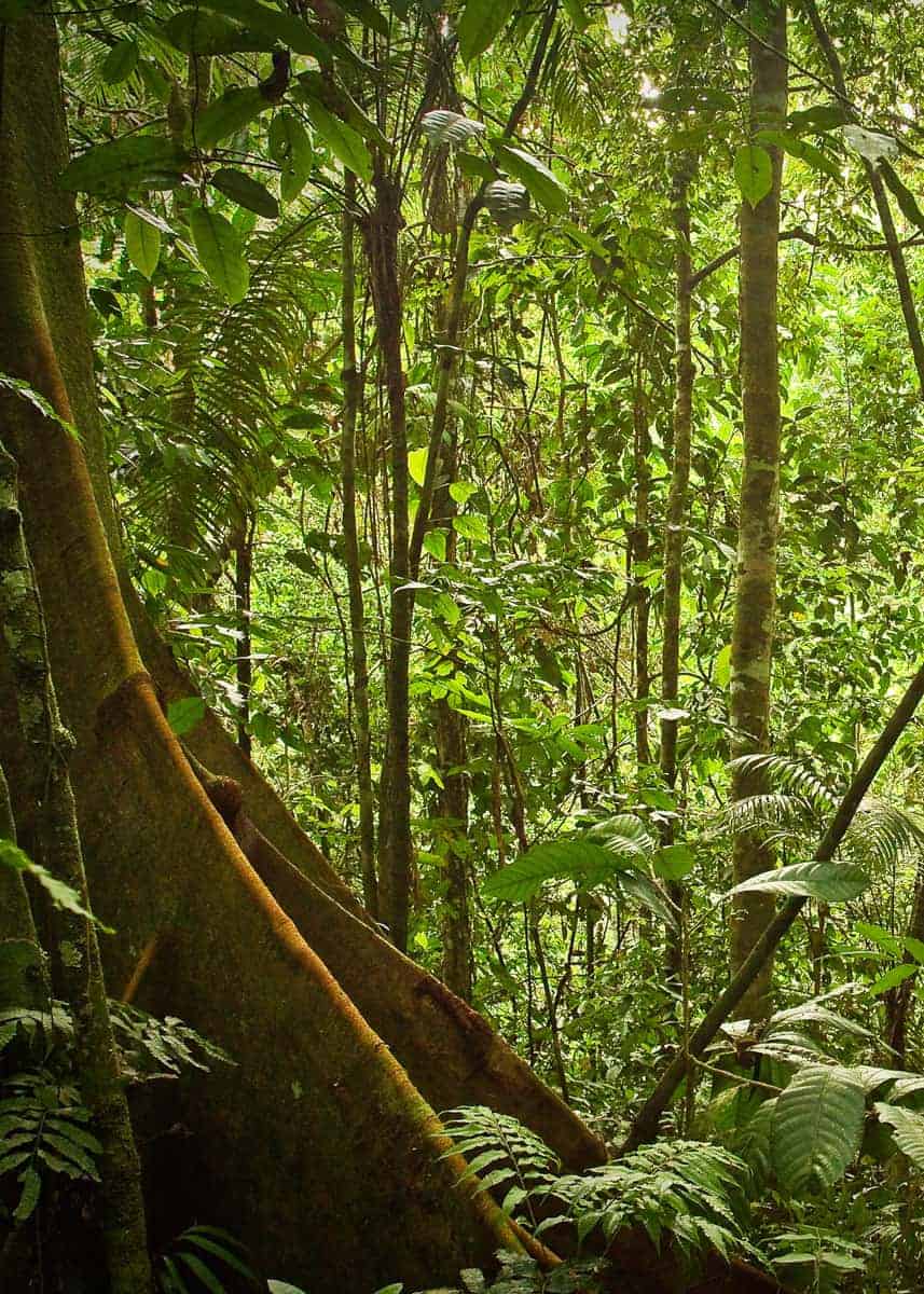 Yasuni amazon jungle