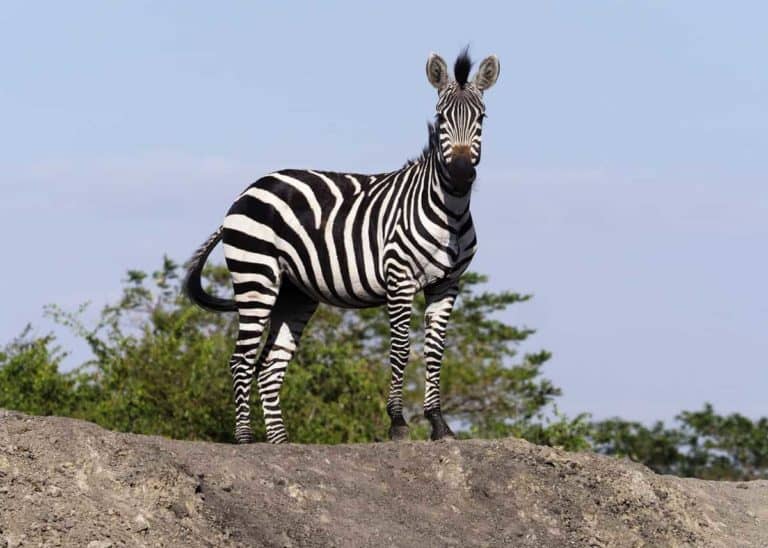 60 Zebra Facts for Animal Lovers and Africa Travelers (All 3 Species)