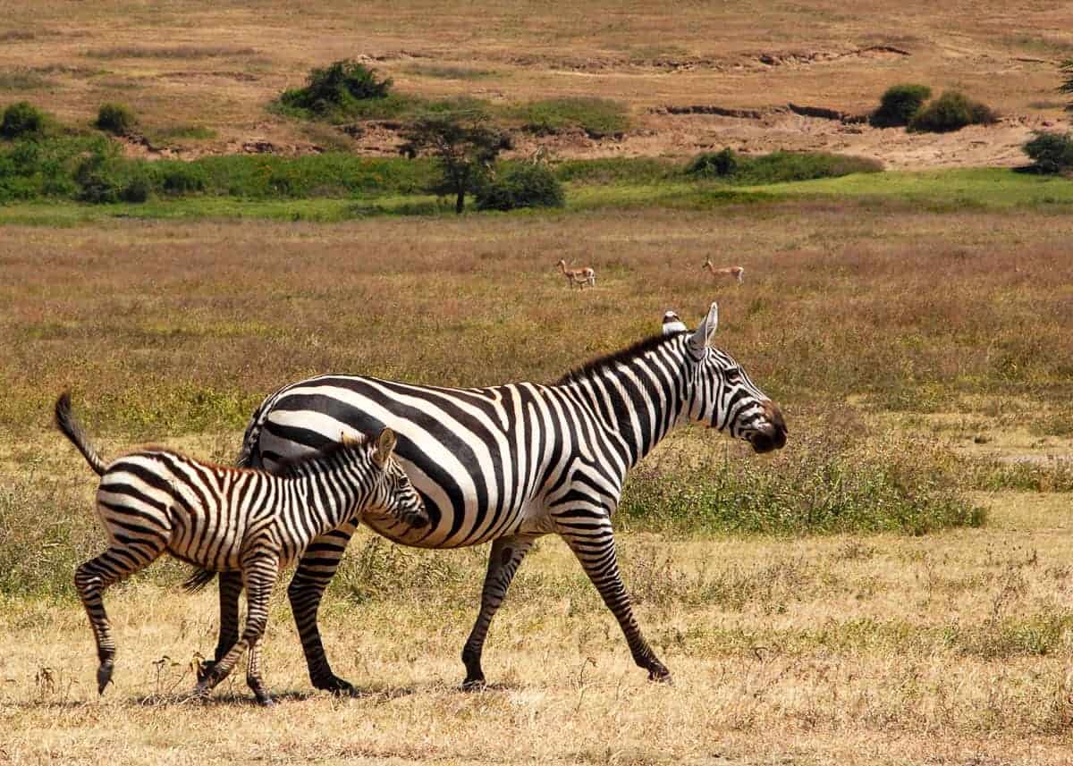 60 Zebra Facts for Animal Lovers and Africa Travelers (All 3 Species) |  Storyteller Travel